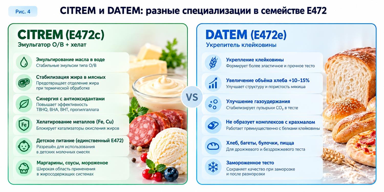 CITREM и DATEM: разные специализации в семействе Е472